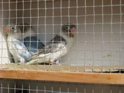 Agapornis škraboškový
